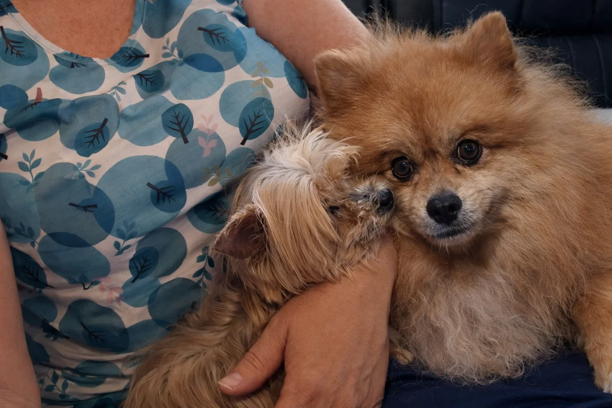 Família vive angústia após desaparecimento de cachorro idoso 